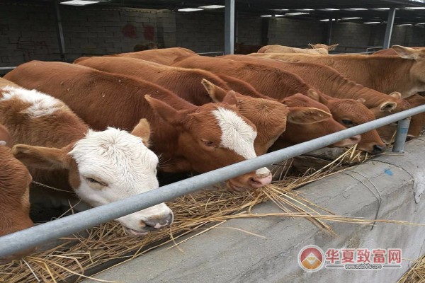 牛养殖加盟